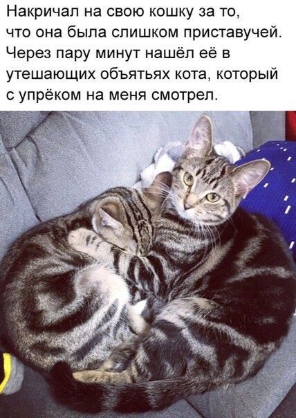 Накричал на свою кошку за то что она была слишком приставучей Через пару минут нашёл её в УТВШЭЮЩИХ ОБЪЯТЬЯХ кота КОТОРЫЙ упрёком на меня смотрел