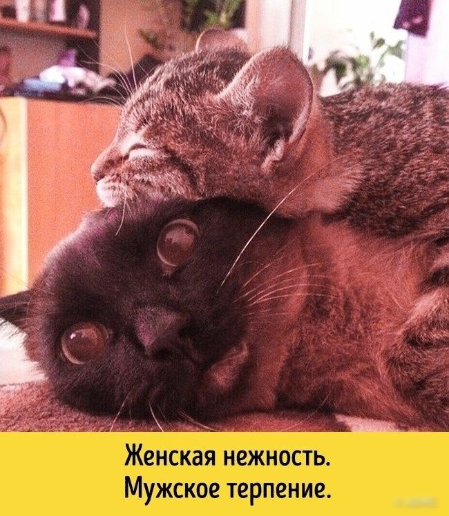 Жидкая тарипйжпа
