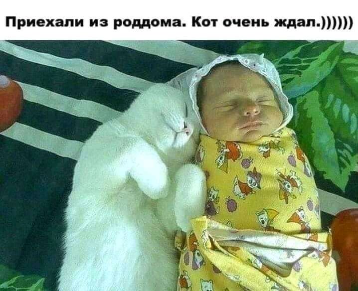 Приехали из роддома Кот очень ждал