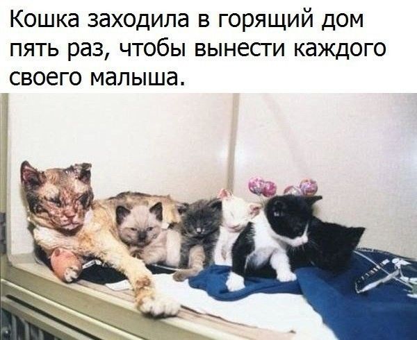 Кошка заходила в горящий дом пять раз чтобы вынесги каждого своего малыша