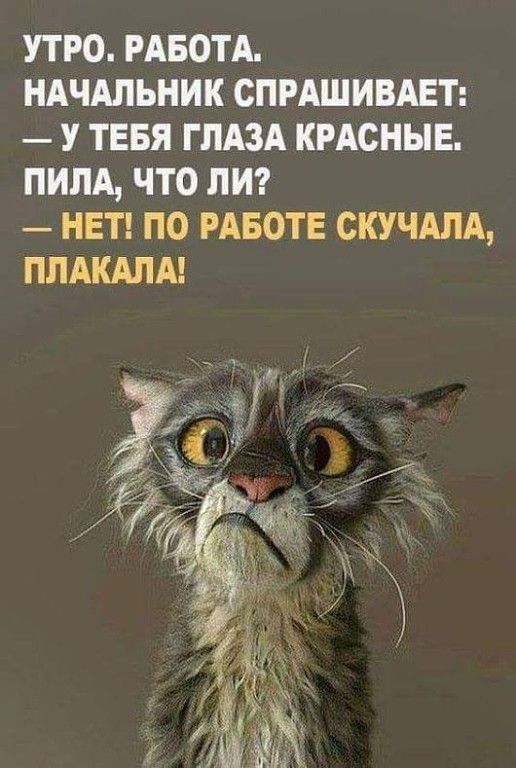 УТРО РАБОТА НАЧАЛЬНИК СПРАШИВАЕТ У ТЕБЯ ГЛАЗА КРАСНЫЕ ПИПА ЧТО ЛИ НЕТ ПО РАБОТЕ СКУЧАПА ППАКАПА