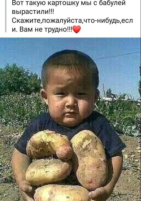 от такую картошку мы аулеи вырастили Скажитепожалуйстачто нибудьесл и Вам не трудно
