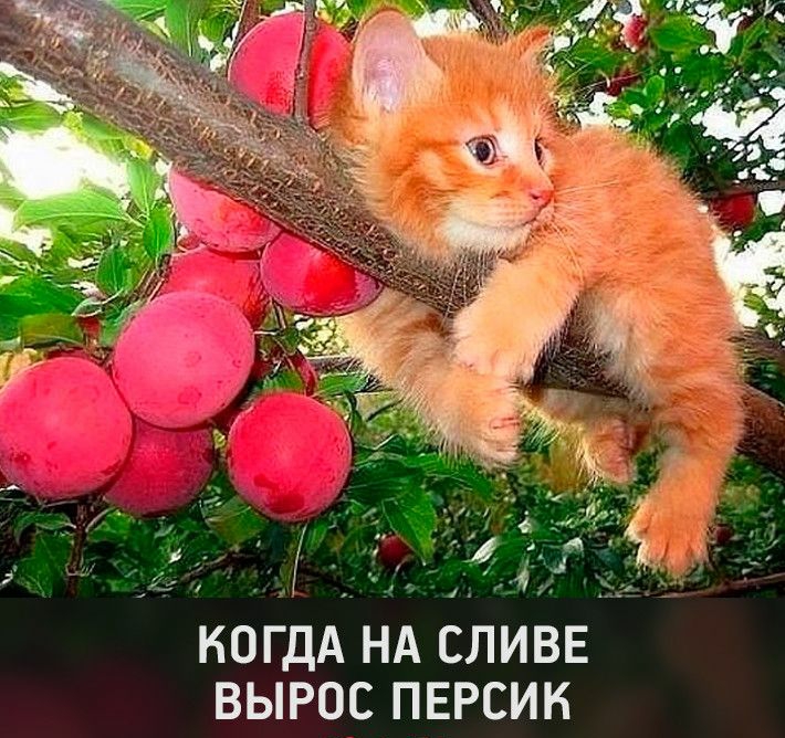 ВЫРос персик