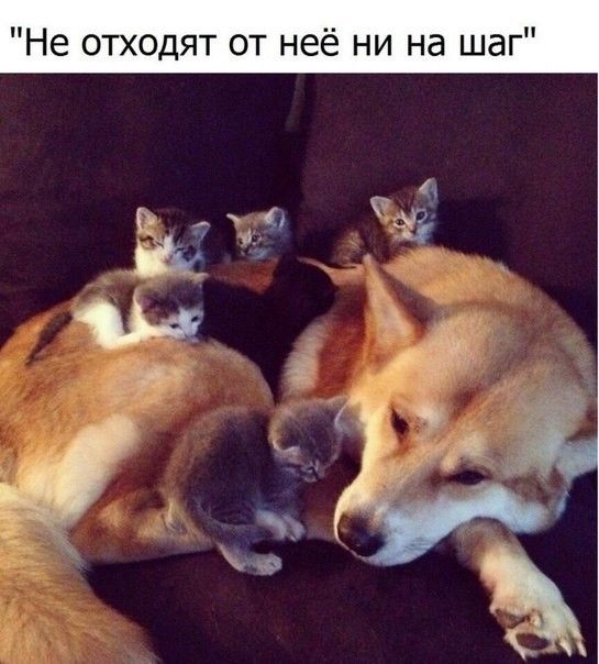 Не отходят от неё ни на шаг