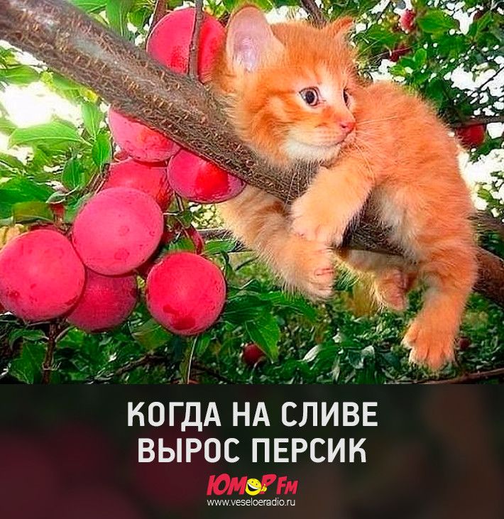 КОГДА НА СЛИВЕ ВЫРОС ПЕРСИК шишуеэеЮешШо