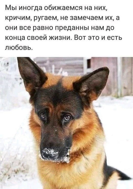 Мы иногда обижаемся на них кричим ругаем не замечаем их а они все равно преданны нам до конца своей жизни Вот это и есть любовь