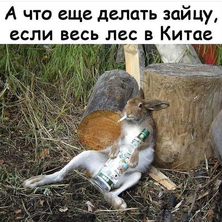 Уставший Заяц Картинки