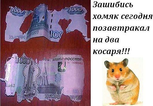 Зашибись хомяк сегодня
