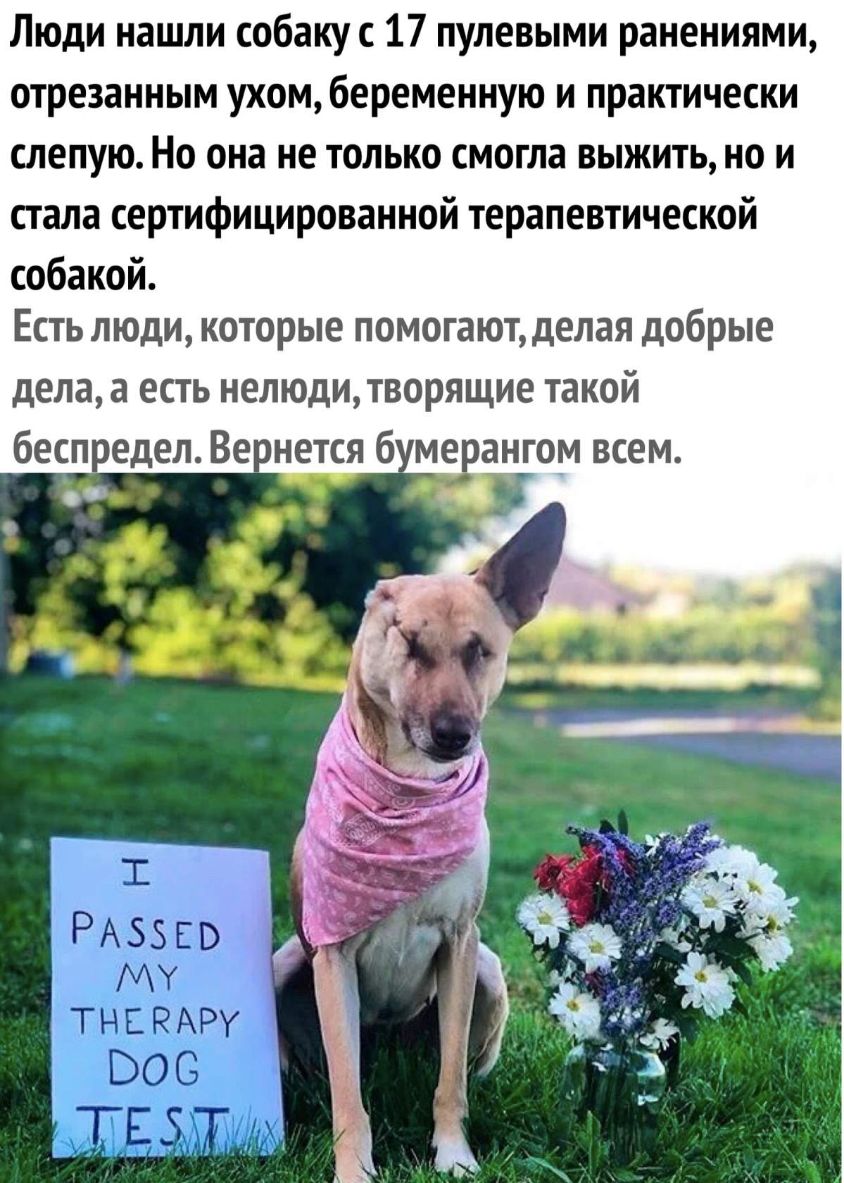 Люди нашли собаку с 17 пулевыми ранениями отрезанным ухом беременную и практически слепую Но она не только смогла выжить но и стала сертифицированной терапевтической собакой Есть люди которые помогают делая добрые дела а есть нелюдитворящие такой беспедел Ве нется б мерангом всем А