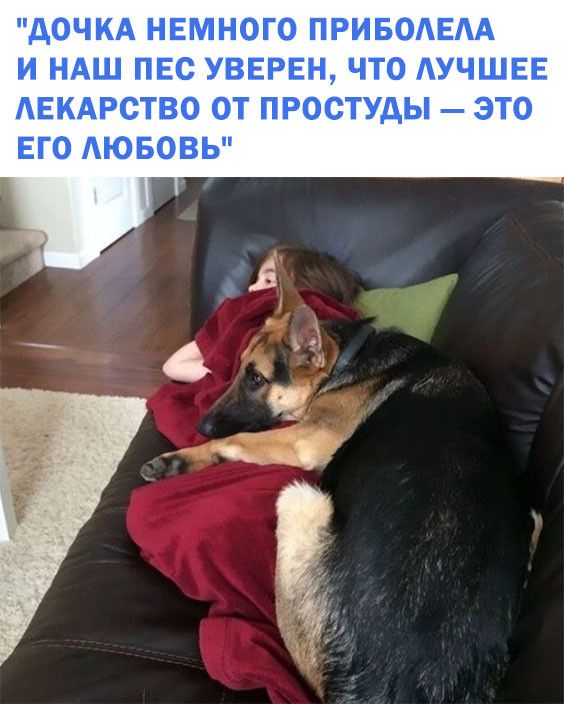 дОЧКА НЕМНОГО ПРИБОАЕАА И НАШ ПЕС УВЕРЕН ЧТО УЧШЕЕ АЕКАРСТВО ОТ ПРОСТУДЫ ЭТО ЕГО АЮБОВЬ
