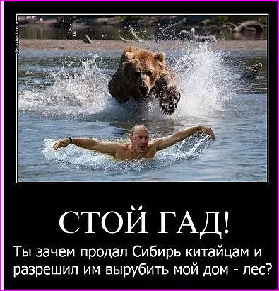 стой ГАД Ты зачем продал Сибирь китайцам и разрешил им вырубить мой дом пес
