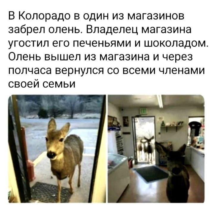 В Колорадо в один из магазинов забрел олень Владелец магазина угостил его печеньями и шоколадом Олень вышел из магазина и через полчаса вернулся со всеми членами своей семьи