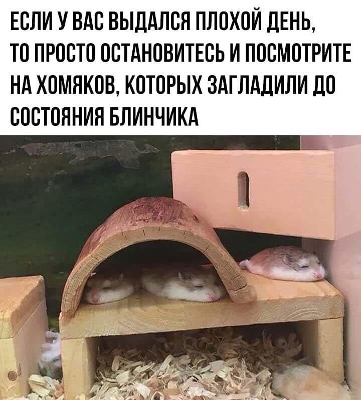 ЕСЛИ У ВАС ВЫДАЛСН ПЛСХСЙ ДЕНЬ ТС ПРОСТО ССТАНПВИТЕСЬ И ПОСМОТРИТЕ НА ХСМЯКОВ КОТОРЫХ ЗАГЛАДИЛИ ДС СОСТОЯНИЯ БЛИНЧИКА