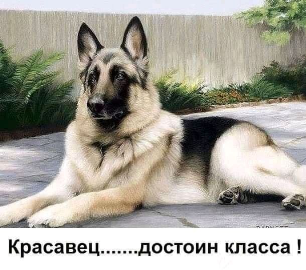Красавец достоин класса