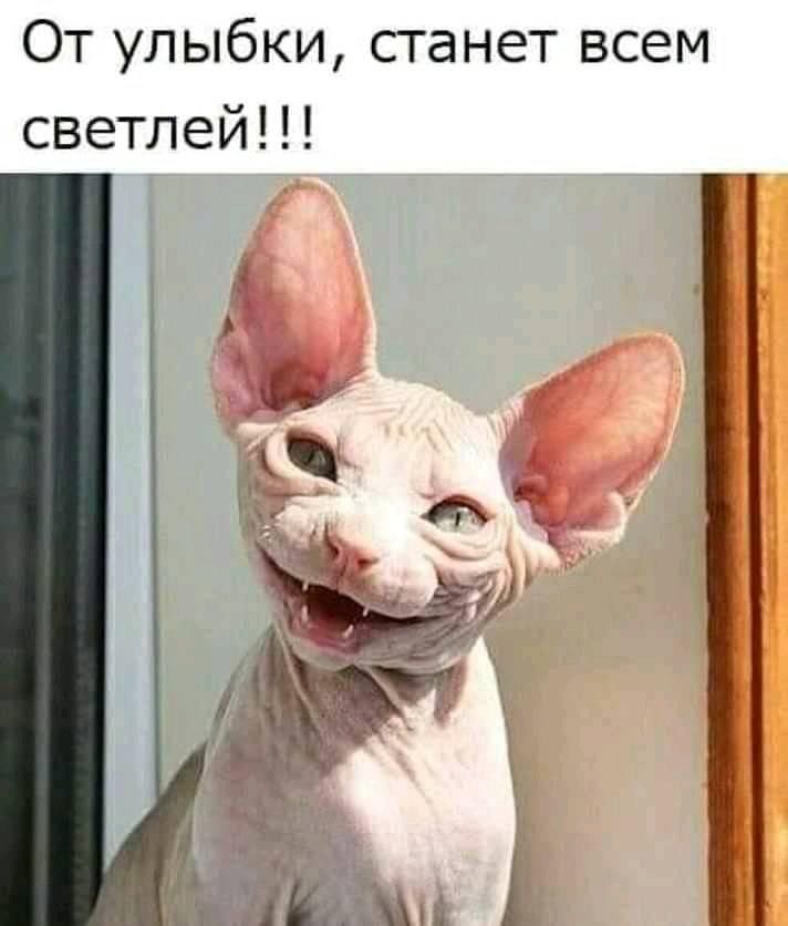 От улыбки станет всем светлей