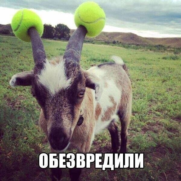 овгзвгідипи