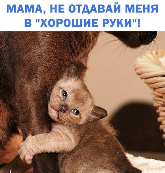 МАМА НЕ ОТДАВАЙ МЕНЯ В ХОРОШИЕ РУКИ
