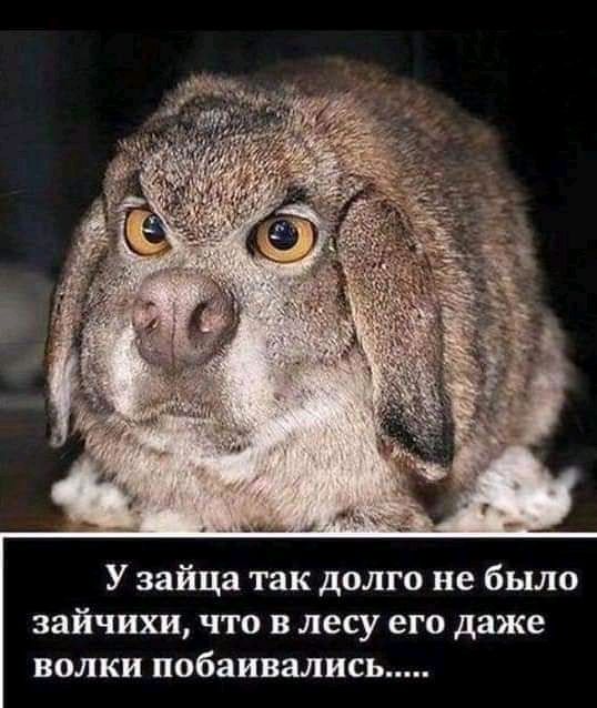 У зайца так долго не было зайчихи что в лесу его даже волки побаивались