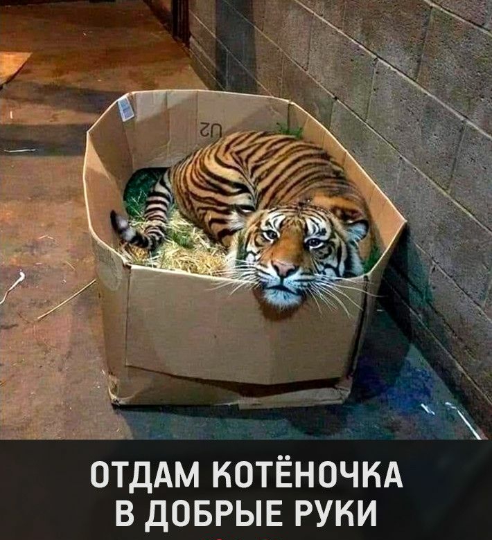 ОТДАМ КОТЁНОЧКА В ДОБРЫЕ РУКИ