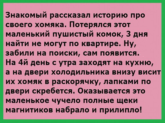 Знакомый рассказал историю про своего хомяка Потерялся этот маленький пушистый комок 3 дня найти не могут по квартире Ну забили на поиски сам появится На 4й день с утра заходят на кухню а на двери холодильника внизу висит их хомяк в раскорячку лапками по двери скребется Оказывается это маленькое чучело полные щеки магнитиков набрало и прилипло