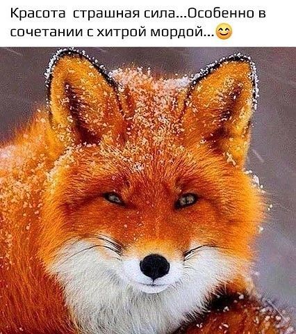 Крвпптв страшная пипа0шбеннп в шчетвнии хитрпй мпрдпй