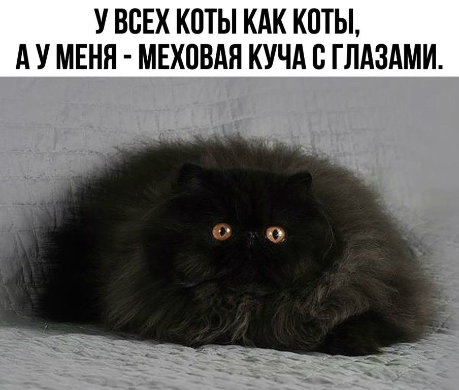 У ВСЕХ КОТЫ КАК КОТЫ А У МЕНЯ МЕХПВАЯ КУЧА С ГЛАЗАМИ