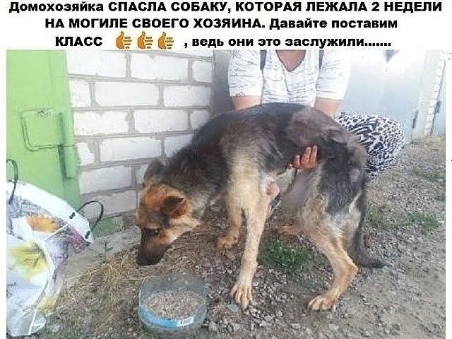 домохозяйка СПАСПА СОБАКУ КОТОРАЯ ПЕЖАЛА 2 НЕДЕЛИ НА МОГИПЕ СВОЕГО ХОЗЯИНА давайте псетавим КЛАСС ё ведь чни это заслужили