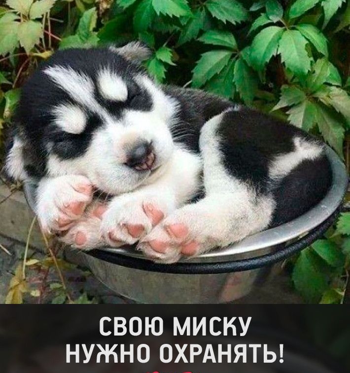 СВОЮ МИСКУ НУЖНО ОХРАНЯТЬ