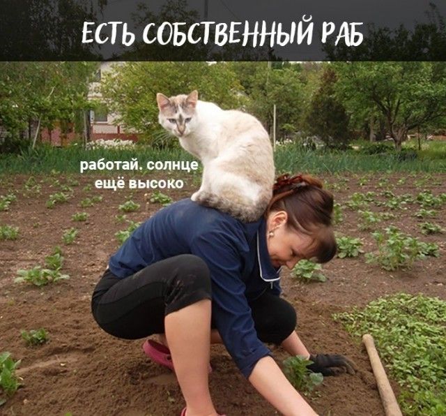 есть совстввнный РАЕ