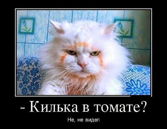 Килька в томате Не не видшт