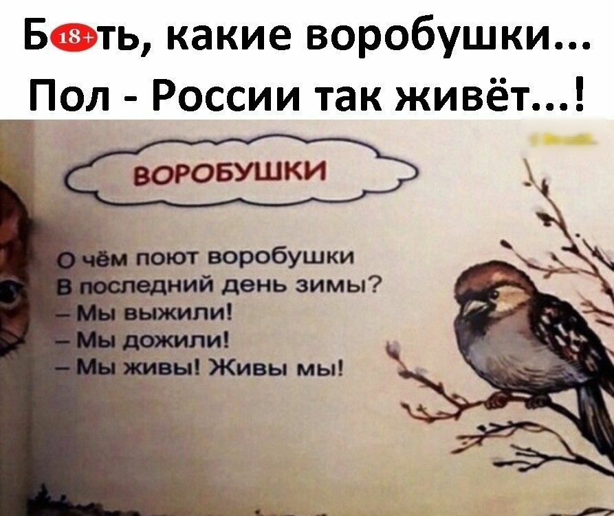 Б ть какие воробушки Пол России так живёт ВОРОБУШКИ поют воробушки ий день зимы и Живы мы