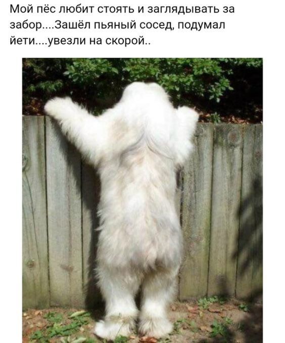 Мой пёс любит стоять и заглядывать за заборЗашёп пьяный сосед подумал йетиувезпи на скорой