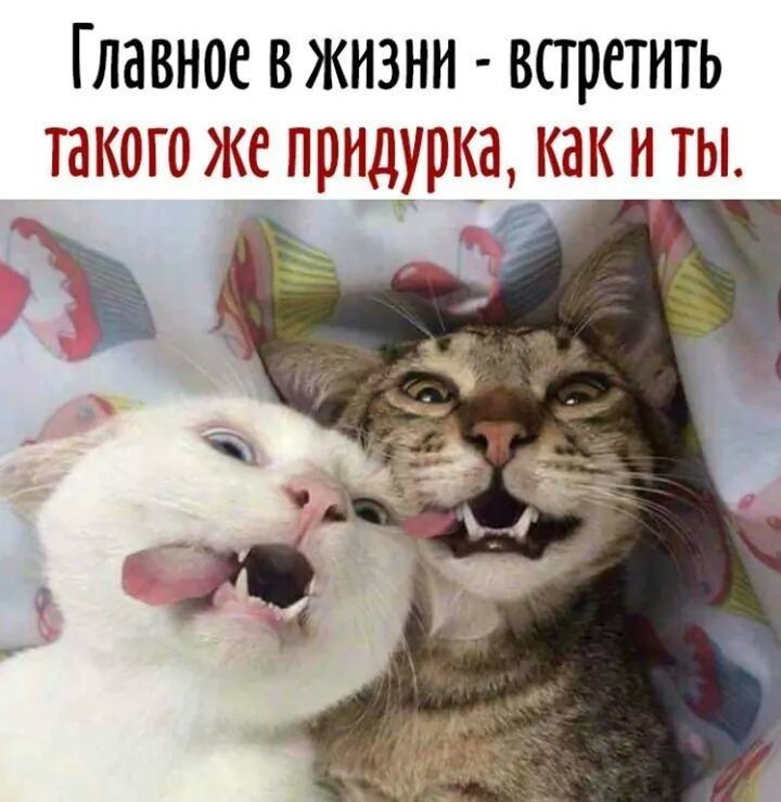 ГЛдВНОС ВЖИЗНН ВПРСТИТЬ такого же придурка Кд К Н ТЫ _