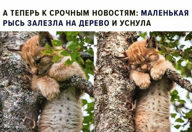 А ТЕПЕРЬ К СРОЧНЫМ НОВОСТЯМ МАЛЕНЬКАЯ РЫСЬ ЗАЛЕЗПА НА ДЕРЕВО И УСНУЛА