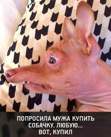 ПОПРПСИЛА МУЖА КУПИТЬ СОБАЧКУ ЛЮБУЮ ВОТ КУПИЛ