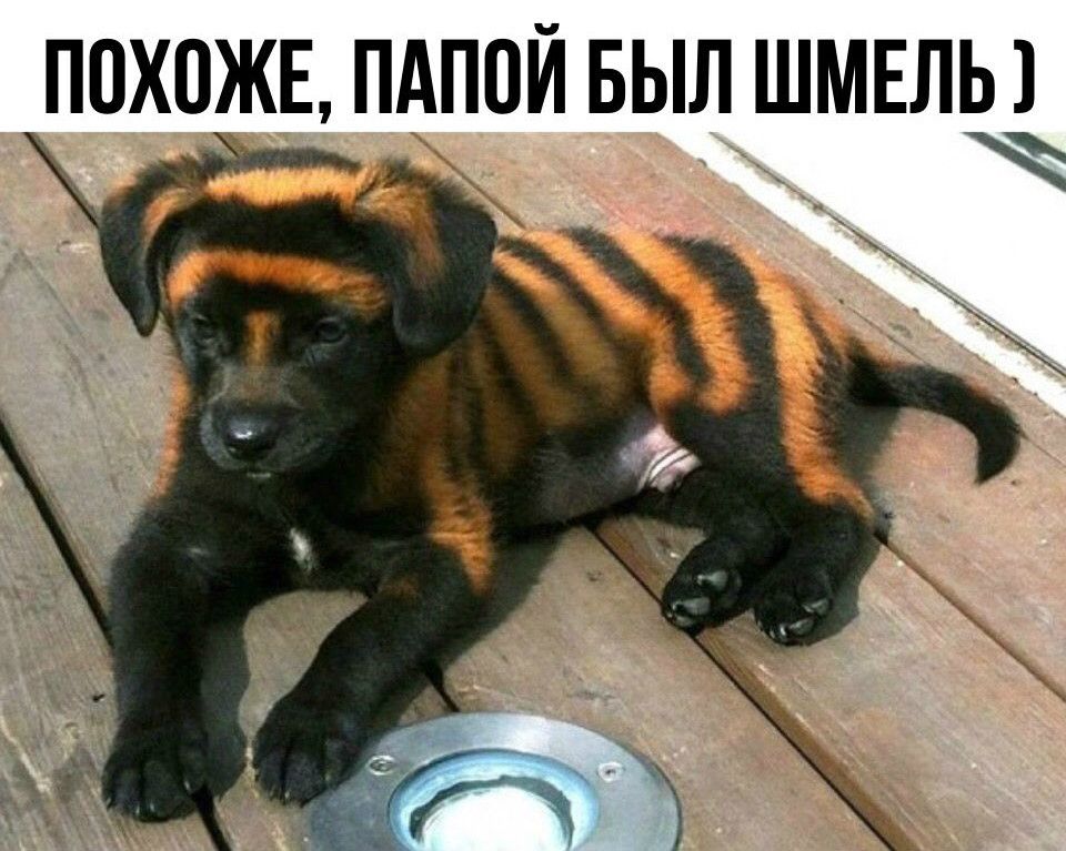 ПОХОЖЕ ПАППЙ БЫЛ ШМЕЛЦ _