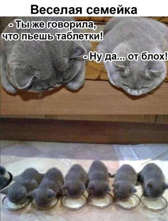 Веселая семейка