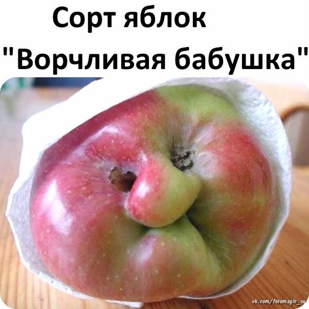 Сортяблок Ворчливая бабушка