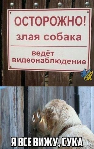 Осторожно злая собака ведёт видеонаблюдение
