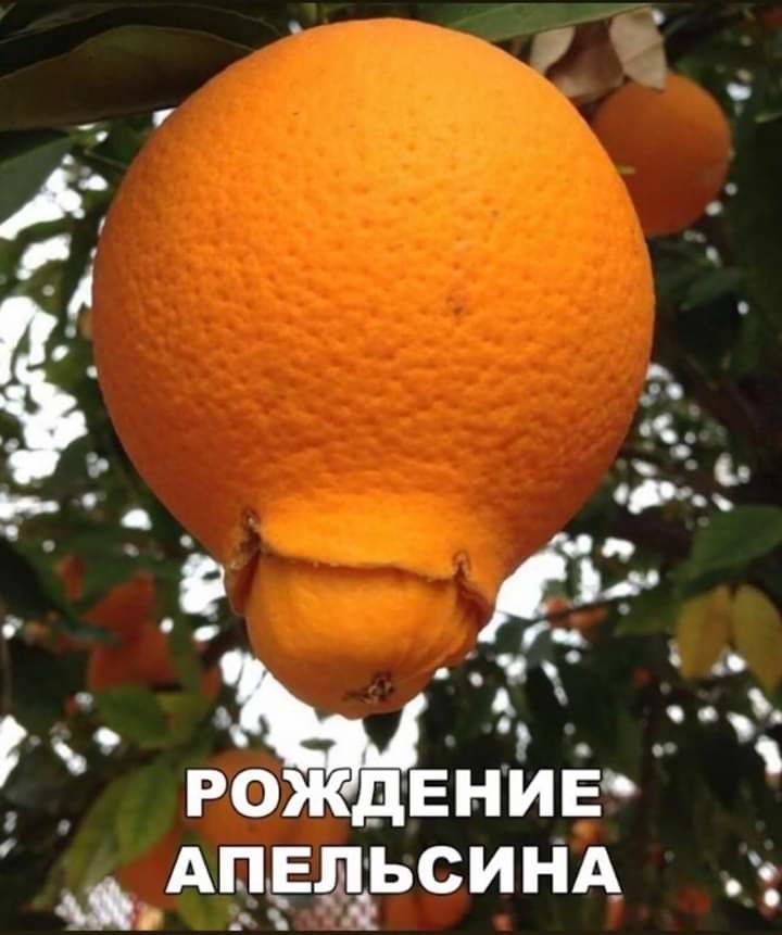 _ р ЕНИЕ АПЕЛЬСИНА о