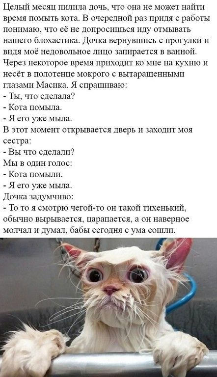 Целый месяц пцлхша дочь кпо она не может найти время помыть кота В очередной раз придя работы понимаю что её не допросишься иду отмывнть нашею блохастпка Дочка вернувшись с прогулки и видя мое недовольное лицо запирается в ванной Через некоторое время приходит ко мне на кухню несёт в полотенце мокрого с вытаращеннымц глазами Маспка Я спрашиваю Ты что сделала Кота помыла я его уже мышц в этот момен