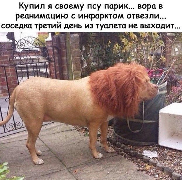 Купил я своему псу парик вора в реанимацию с инфарктом отвезли соседка третий денъ из туалета не выходит 4