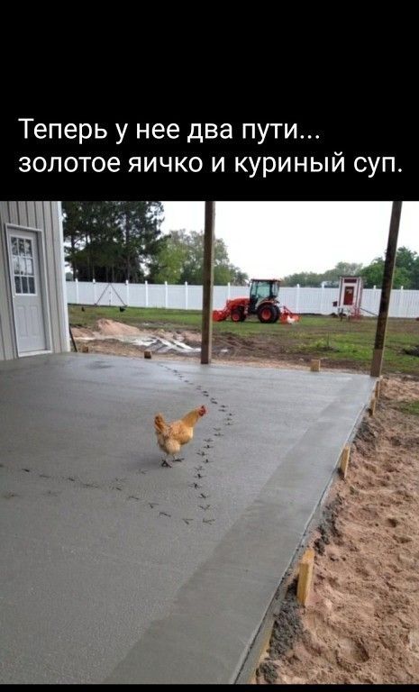 Теперь у нее два пути золотое яичко и куриный суп