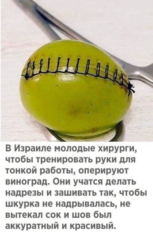 В Израиле молодые хирурги чтобы тренировать руки для тонкой работы оперируют виноград Они учатся делать надрезы и зашивать так чтобы шкурка не надрывалась не вытекал сок и шов был аккуратный и красивый