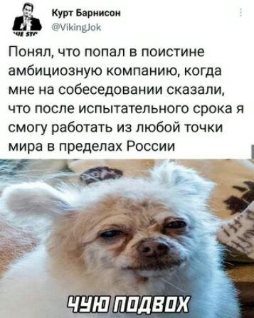 Ё Курт Бириисои ч Мипдшм _ ПОНЯП ЧТО ПОПЗП В ПОИСТИНЕ амбициозиую компанию когда мне на собеседовании сказали ЧТО ПОСЛЕ ИСПЫТЕТЕЛЬНОГО срока Я смогу работать из любой точки