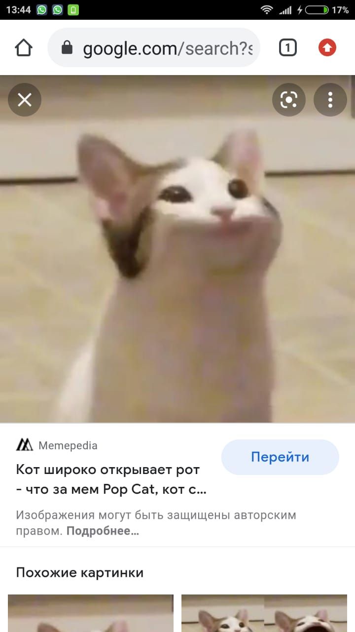 О 9009есотзеагсп5 г Х А Метерейіа Перейти Кот широко открывает рот что за мем Рор Сат кот с Изображения могут быть защищены авторским правом Подробнее Похожие картинки _ _ _ гЁА