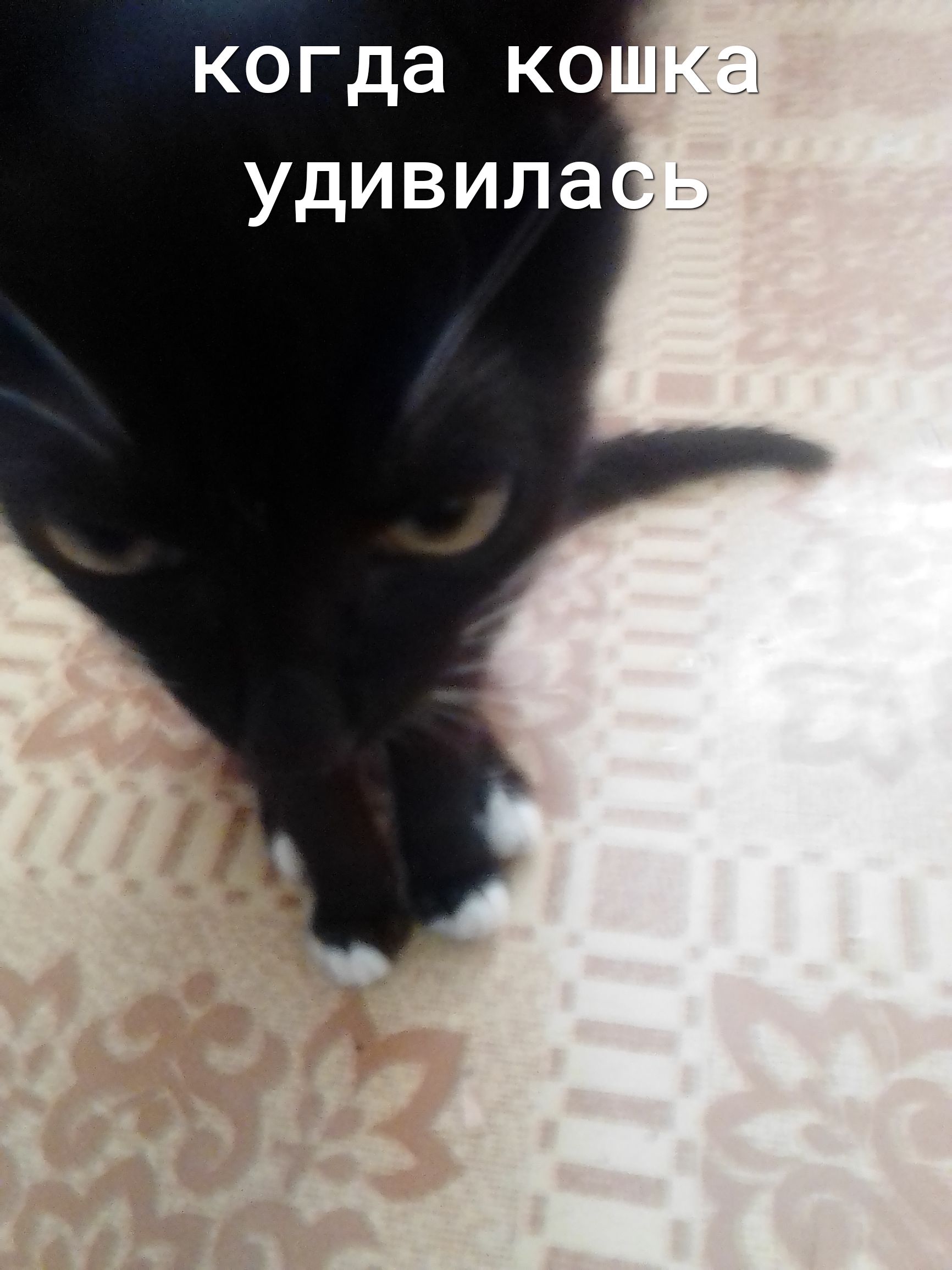 когда кодкн удивилагь