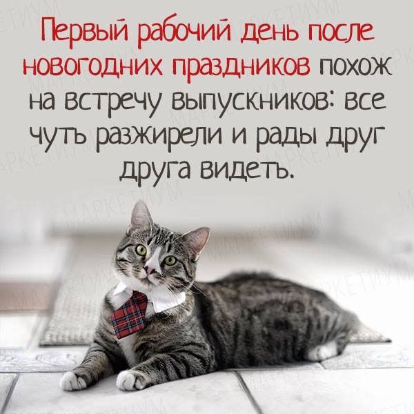 Первый рабочий день после новогодних праздников похож на встречу выпускников все чуть разжирели и рады друг друга видеть