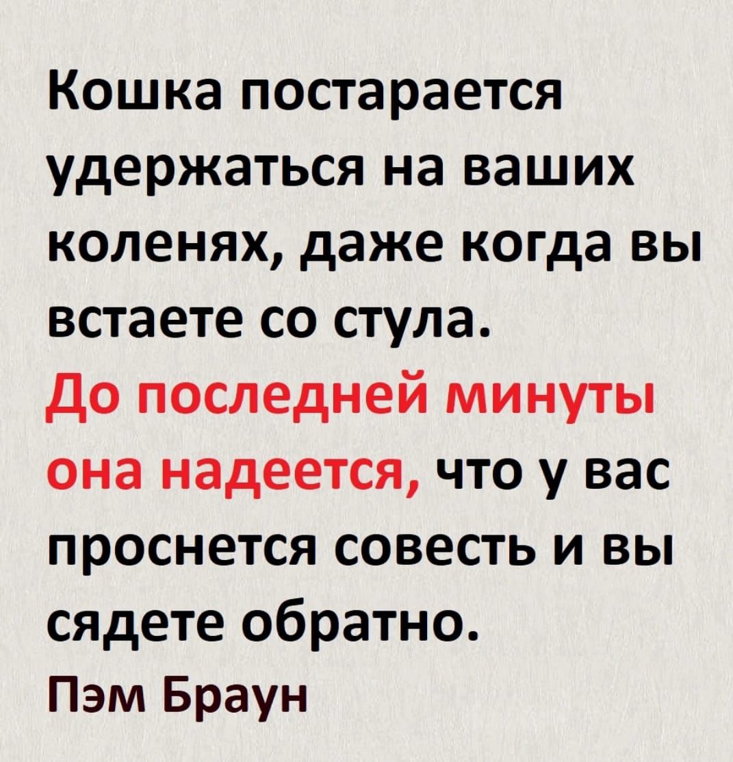 Кошка постарается удержаться на ваших коленях даже когда вы встаете со стула до последней минуты она надеется что у вас проснется совесть и вы сядете обратно Пэм Браун