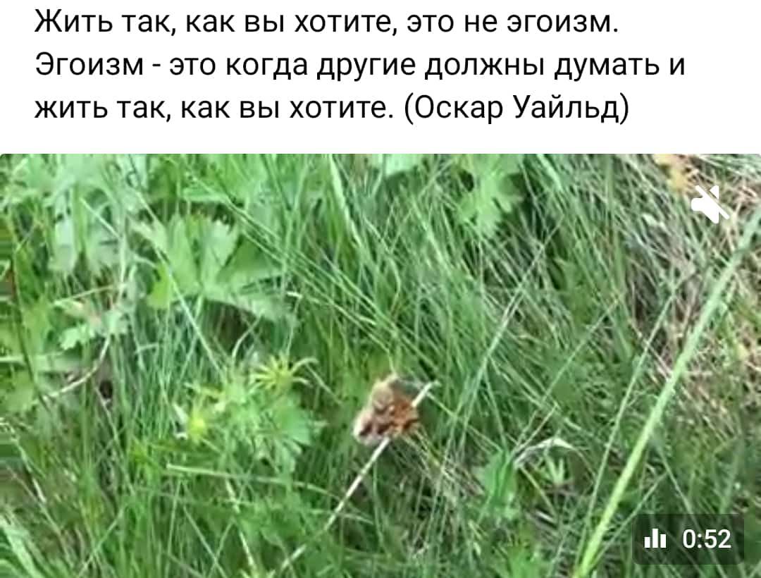 ЖИТЬ ТЭК как ВЫ ХОТИТе ЭТО не ЭГОИЭМ ЭГОИЭМ ЭТО КОГДЗ дрУГИЕ ДОЛЖНЫ думать И жить так как вы хотите Оскар Уайльд